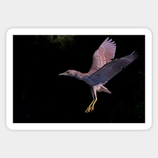 Juvenile Black-crowned Night Heron Sticker